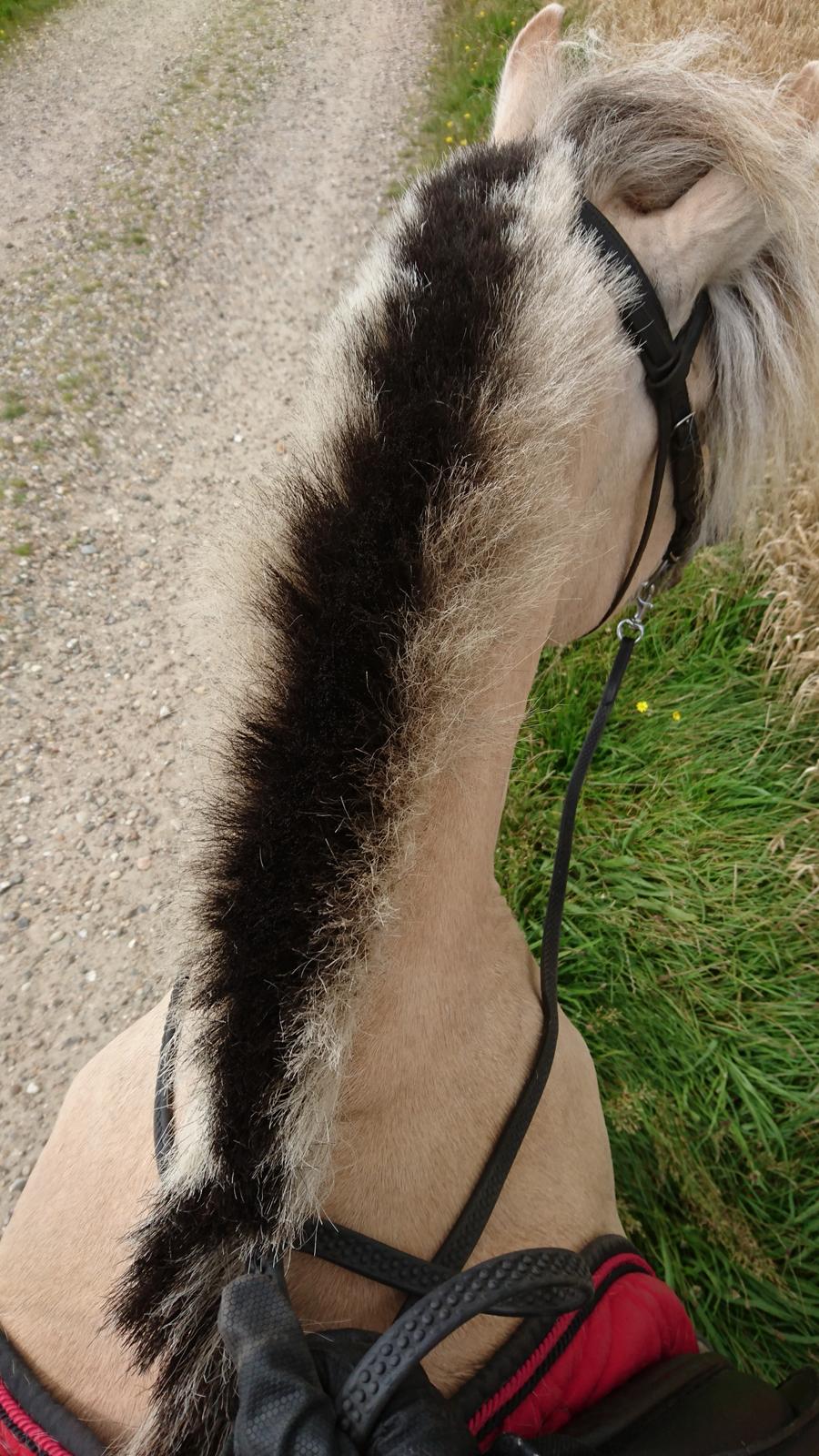 Fjordhest Rimbo møldrup billede 9