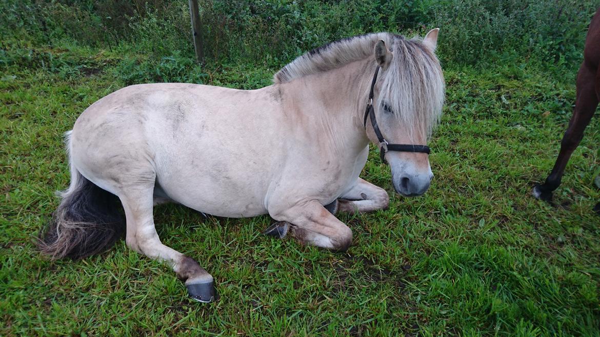 Fjordhest Rimbo møldrup billede 7