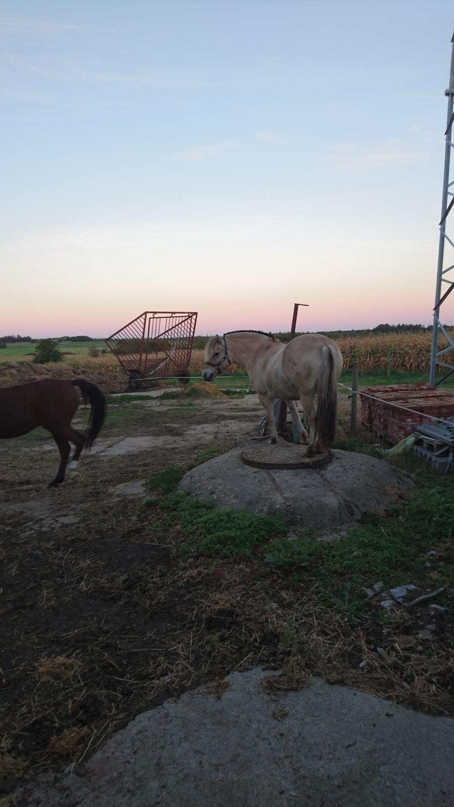 Fjordhest Rimbo møldrup billede 14