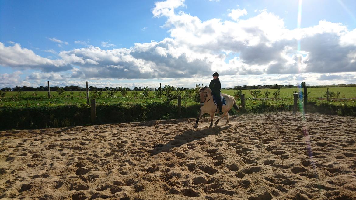 Fjordhest Rimbo møldrup billede 13