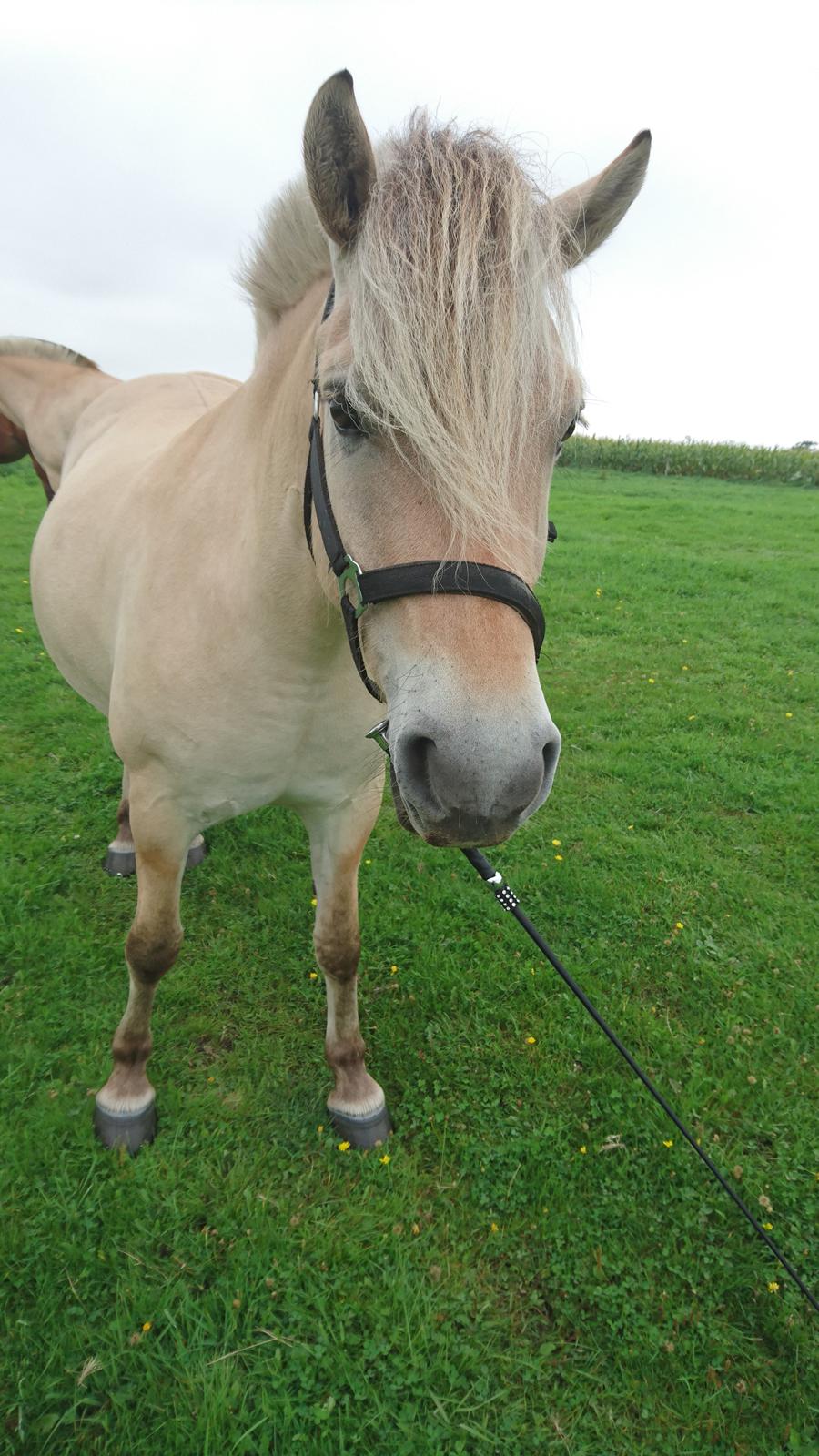 Fjordhest Rimbo møldrup billede 10