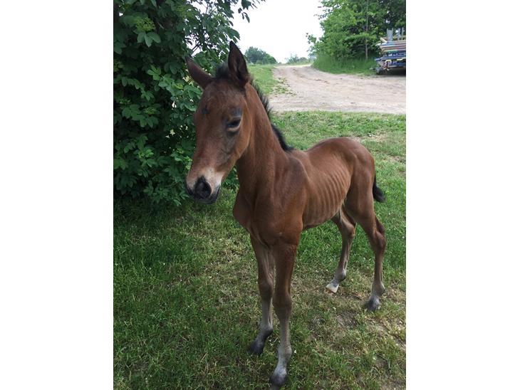 Dansk Varmblod Manifique Ax - billede fra dan hun var føl hos gamle ejer  billede 1