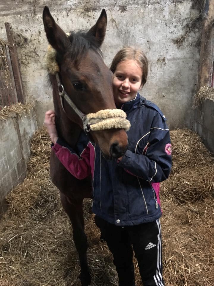 Dansk Varmblod Manifique Ax - første dag hos mig  billede 2