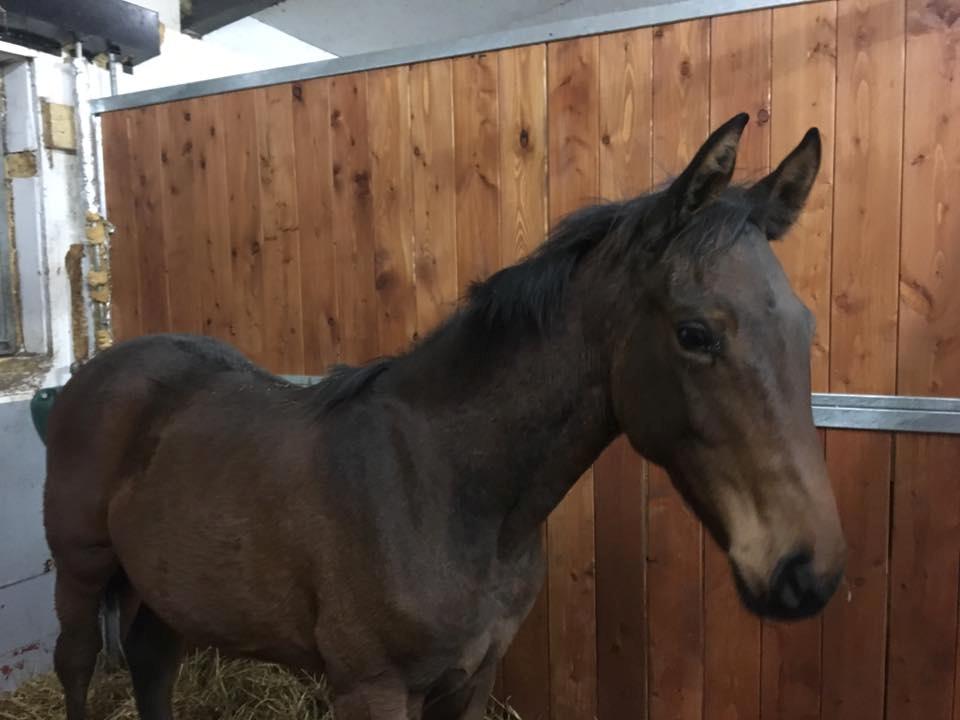 Dansk Varmblod Manifique Ax - da vi var ude og kigge på hende billede 3