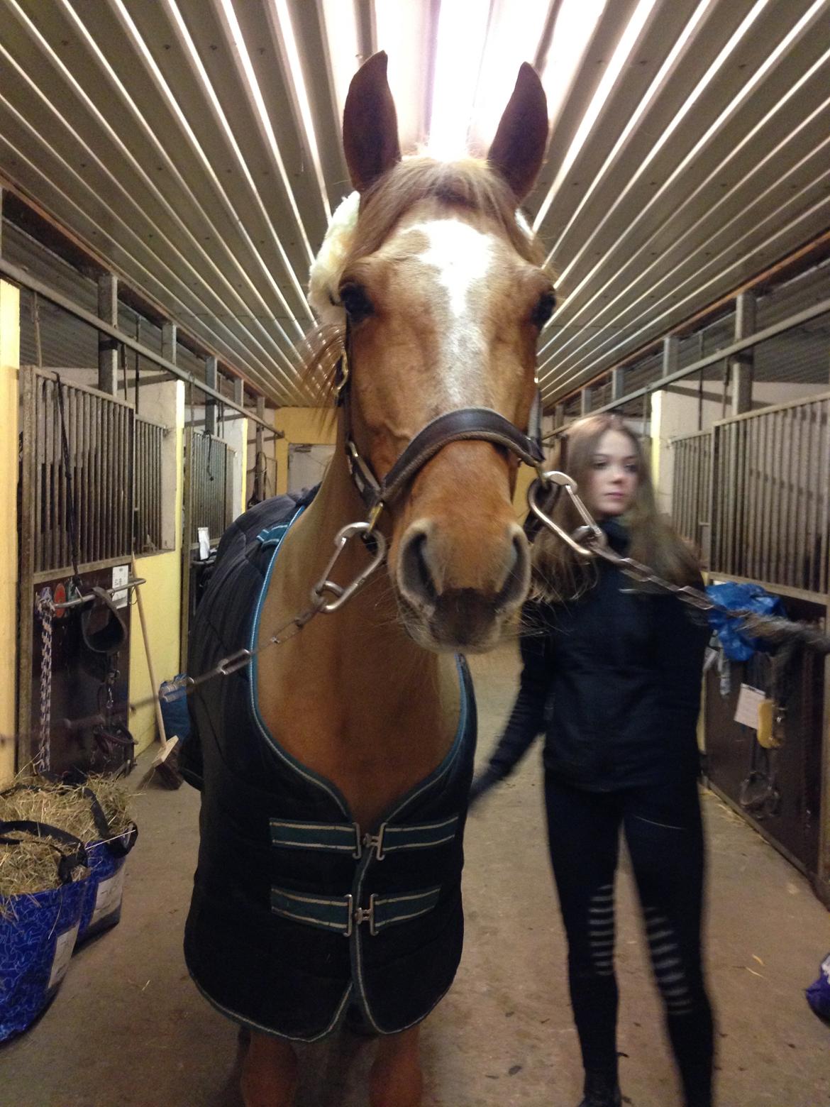 DSP Nørlunds el montana billede 1