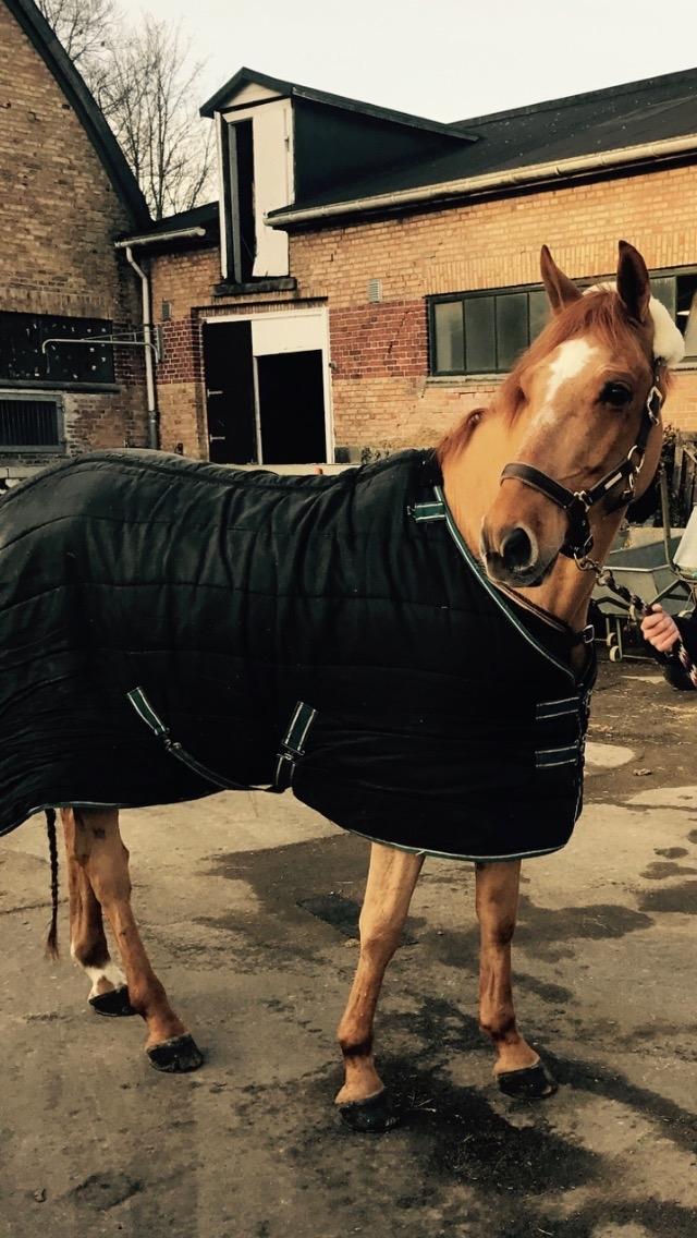 DSP Nørlunds el montana billede 2