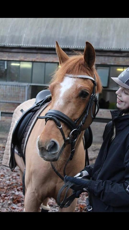 DSP Nørlunds el montana billede 4