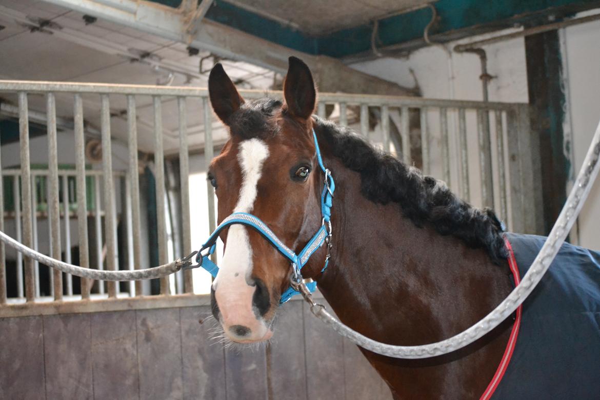 Westfaler Fleaubert von Florencio - 18/12-16 billede 5