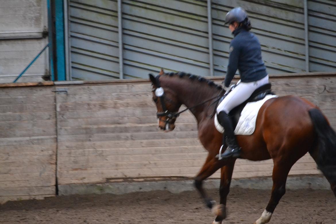 Westfaler Fleaubert von Florencio - 18/12-16 billede 6