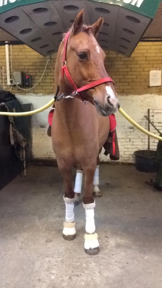 DSP Malu (solgt) - Smukke pony billede 4