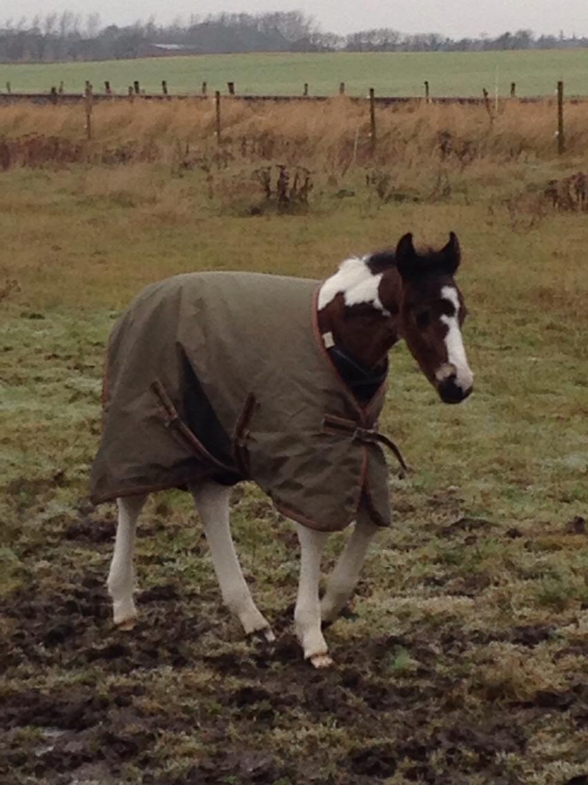 Barockpinto Honorous Jorg Ancrath billede 8