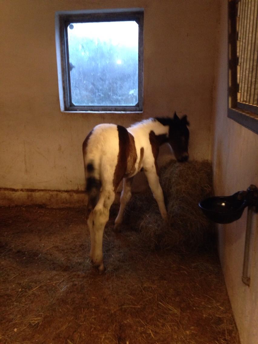 Barockpinto Honorous Jorg Ancrath billede 9