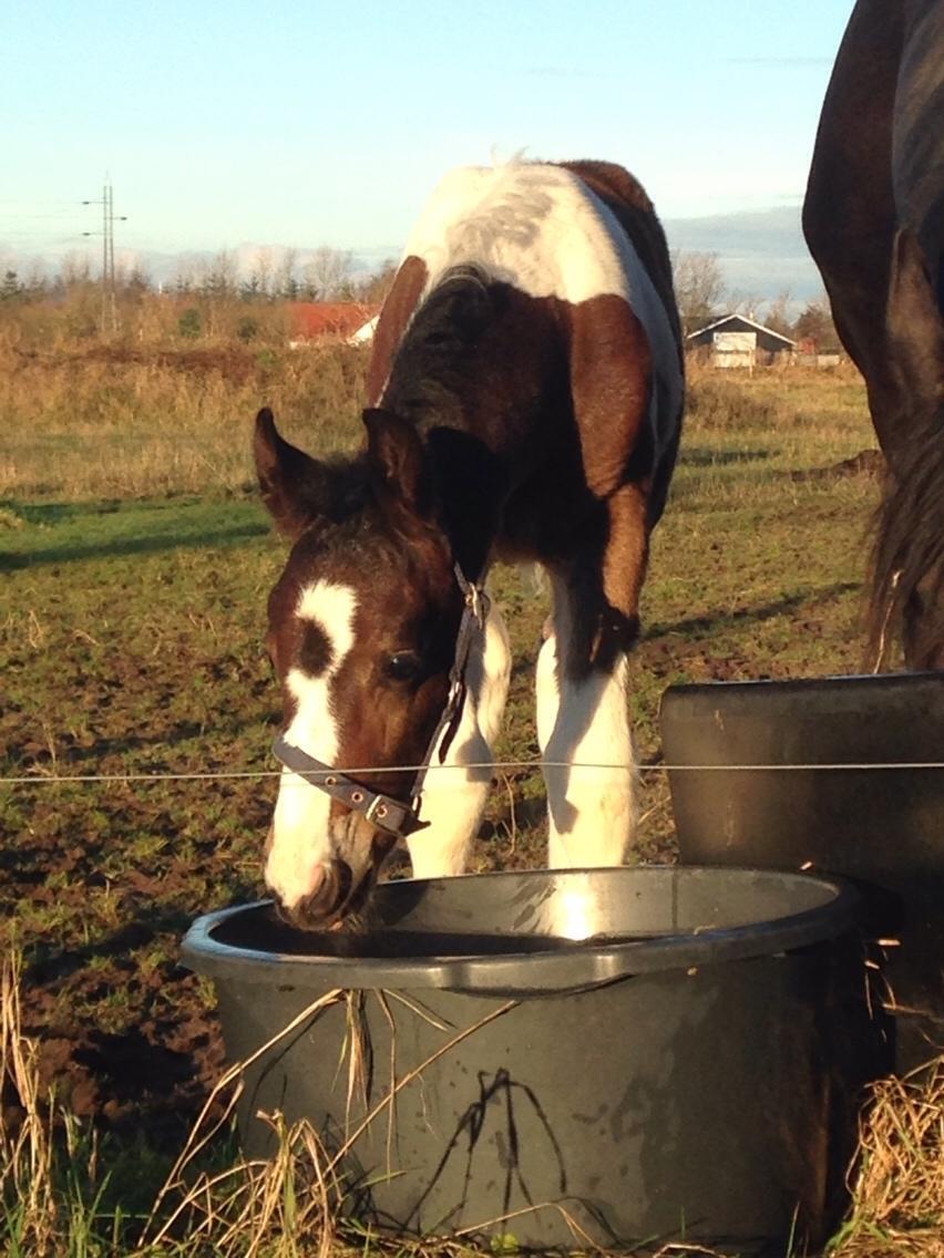 Barockpinto Honorous Jorg Ancrath billede 7