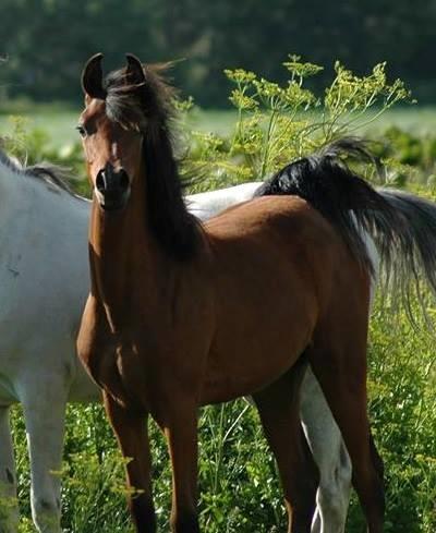 Arabisk fuldblod (OX) Qadirah el Azraff billede 1