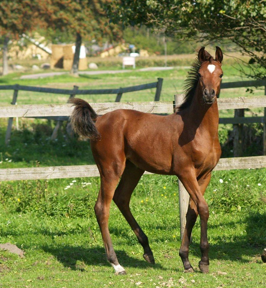 Arabisk fuldblod (OX) Qadirah el Azraff billede 2