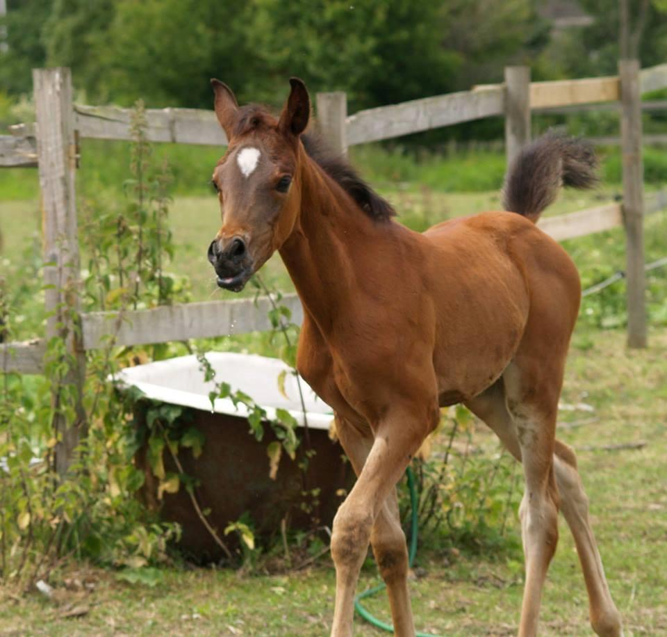 Arabisk fuldblod (OX) Qadirah el Azraff billede 3