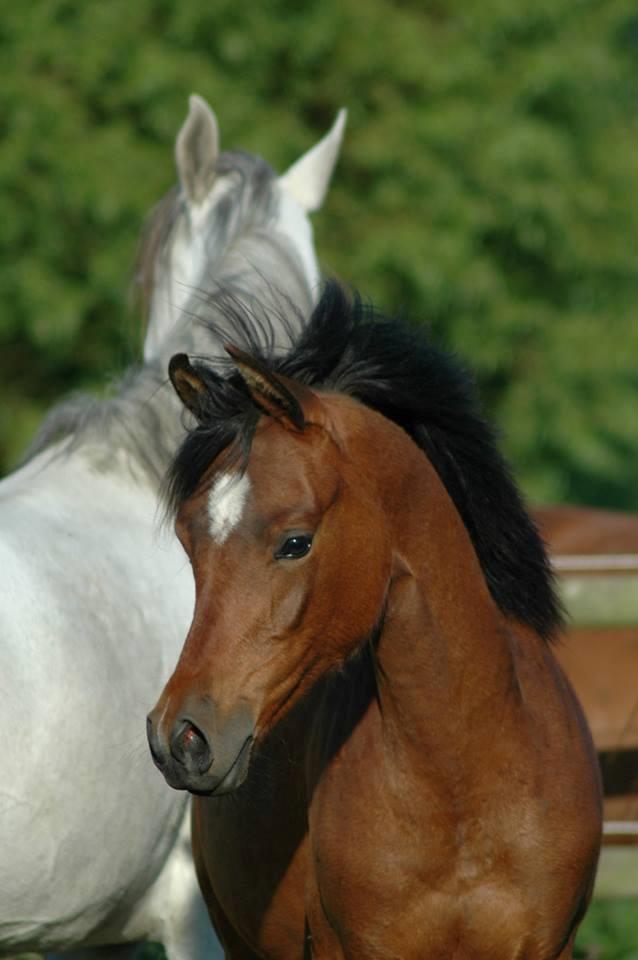 Arabisk fuldblod (OX) Qadirah el Azraff billede 4