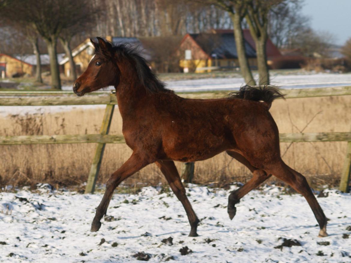 Arabisk fuldblod (OX) Qadirah el Azraff billede 5