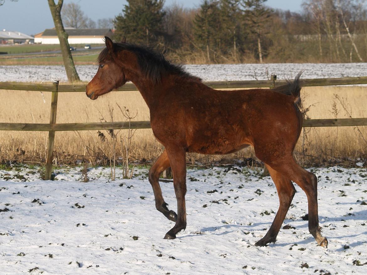 Arabisk fuldblod (OX) Qadirah el Azraff billede 6