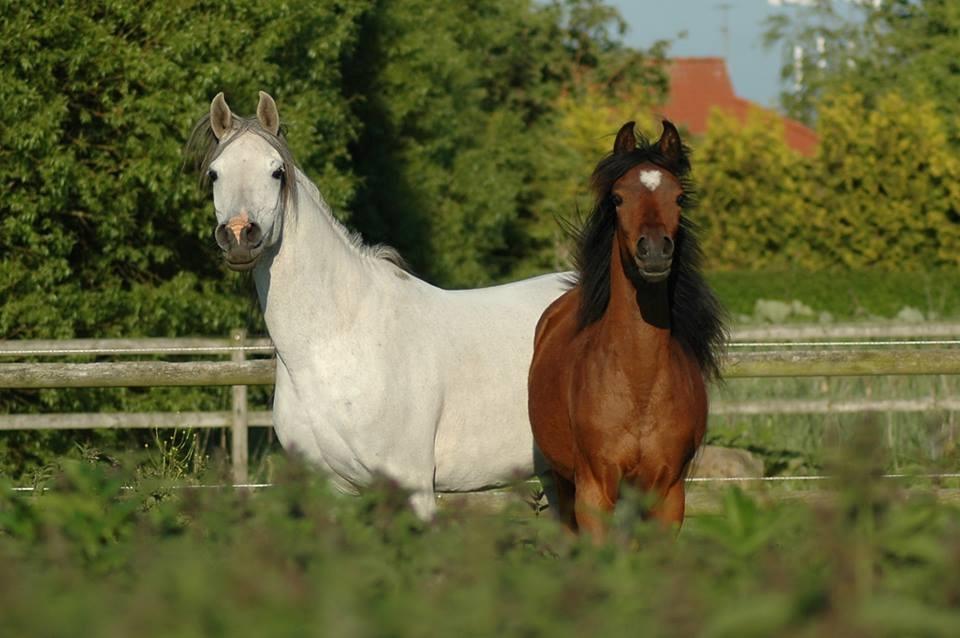 Arabisk fuldblod (OX) Qadirah el Azraff billede 7