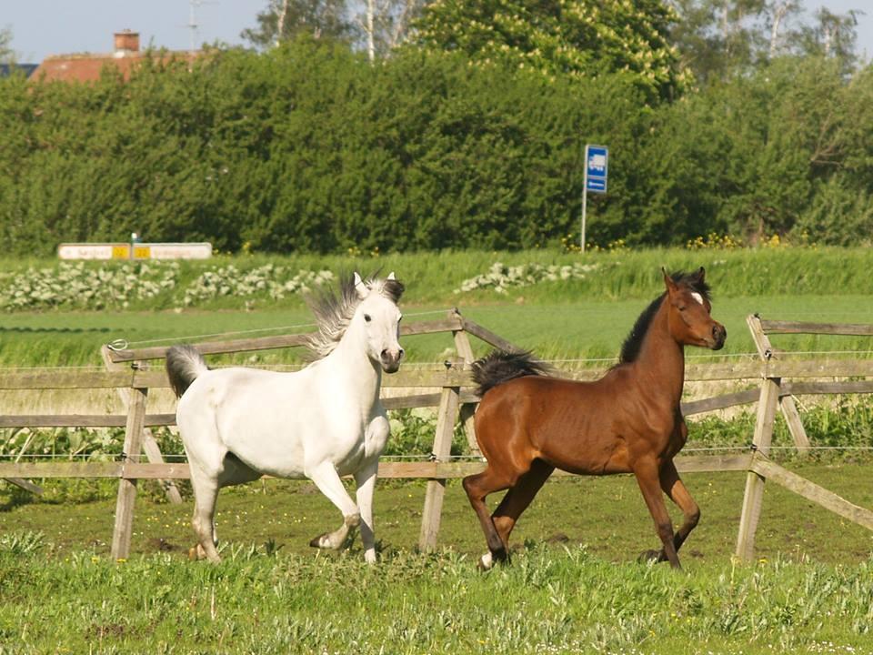 Arabisk fuldblod (OX) Qadirah el Azraff billede 8