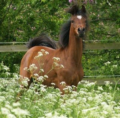 Arabisk fuldblod (OX) Qadirah el Azraff billede 9