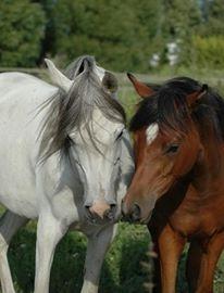 Arabisk fuldblod (OX) Qadirah el Azraff billede 11