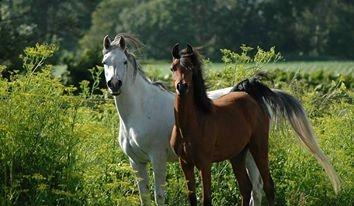 Arabisk fuldblod (OX) Qadirah el Azraff billede 12
