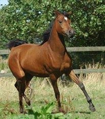 Arabisk fuldblod (OX) Qadirah el Azraff billede 13