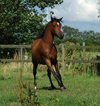 Arabisk fuldblod (OX) Qadirah el Azraff billede 15