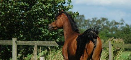 Arabisk fuldblod (OX) Qadirah el Azraff billede 14