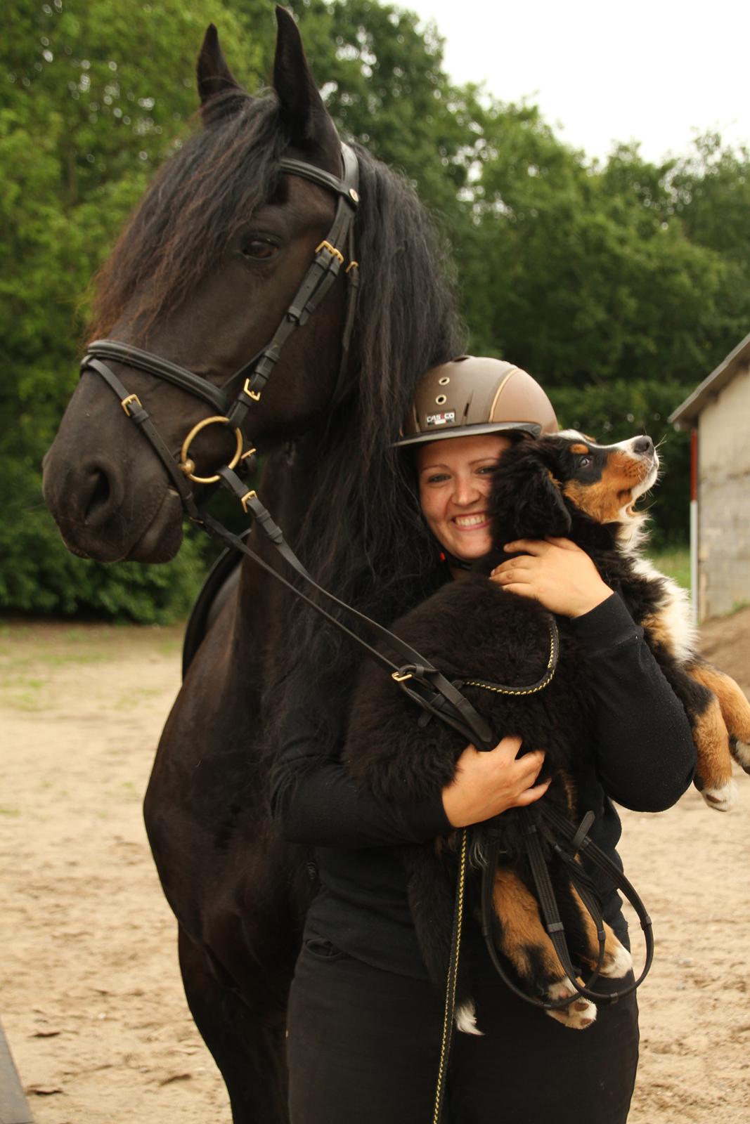 Frieser Zaion Terplinggaard STER - 2x Terplinggaard. Zaion og vores nye hund er begge opdrættet på Terplinggaard i Holsted :D Et sjovt sammentræf.. Foto// Arnoldsen Photography billede 8