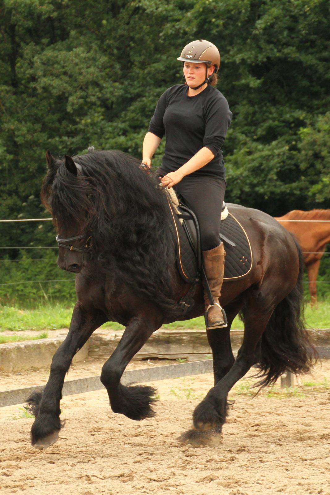 Frieser Zaion Terplinggaard STER - En af de første gange jeg red Zaion.. Fra i sommers.. Foto// Arnoldsen Photography billede 16