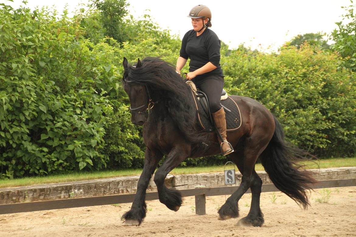 Frieser Zaion Terplinggaard STER - En af de første gange jeg red Zaion.. Fra i sommers.. Foto// Arnoldsen Photography billede 1