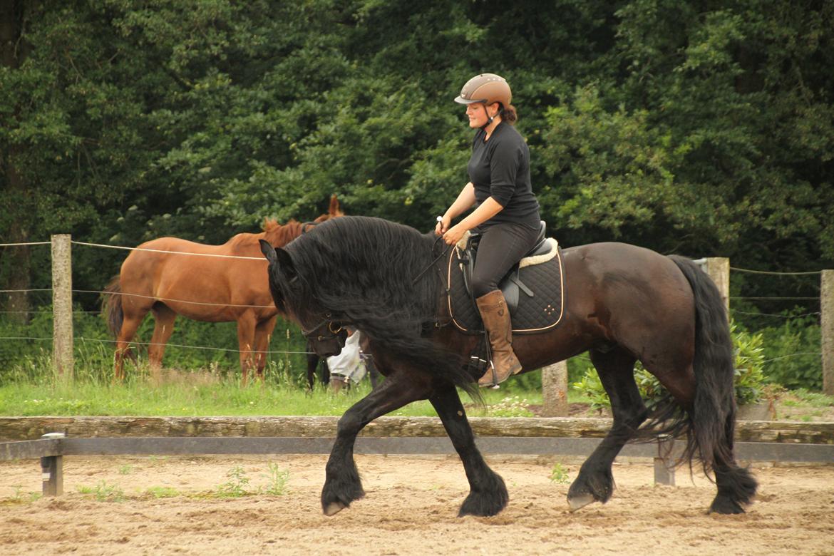 Frieser Zaion Terplinggaard STER - En af de første gange jeg red Zaion.. Fra i sommers.. Foto// Arnoldsen Photography billede 17