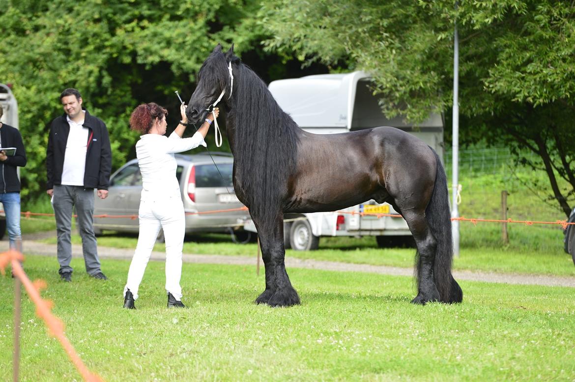 Frieser Zaion Terplinggaard STER - Hobro Dyrskue 2016 sammen med hans ejer billede 21