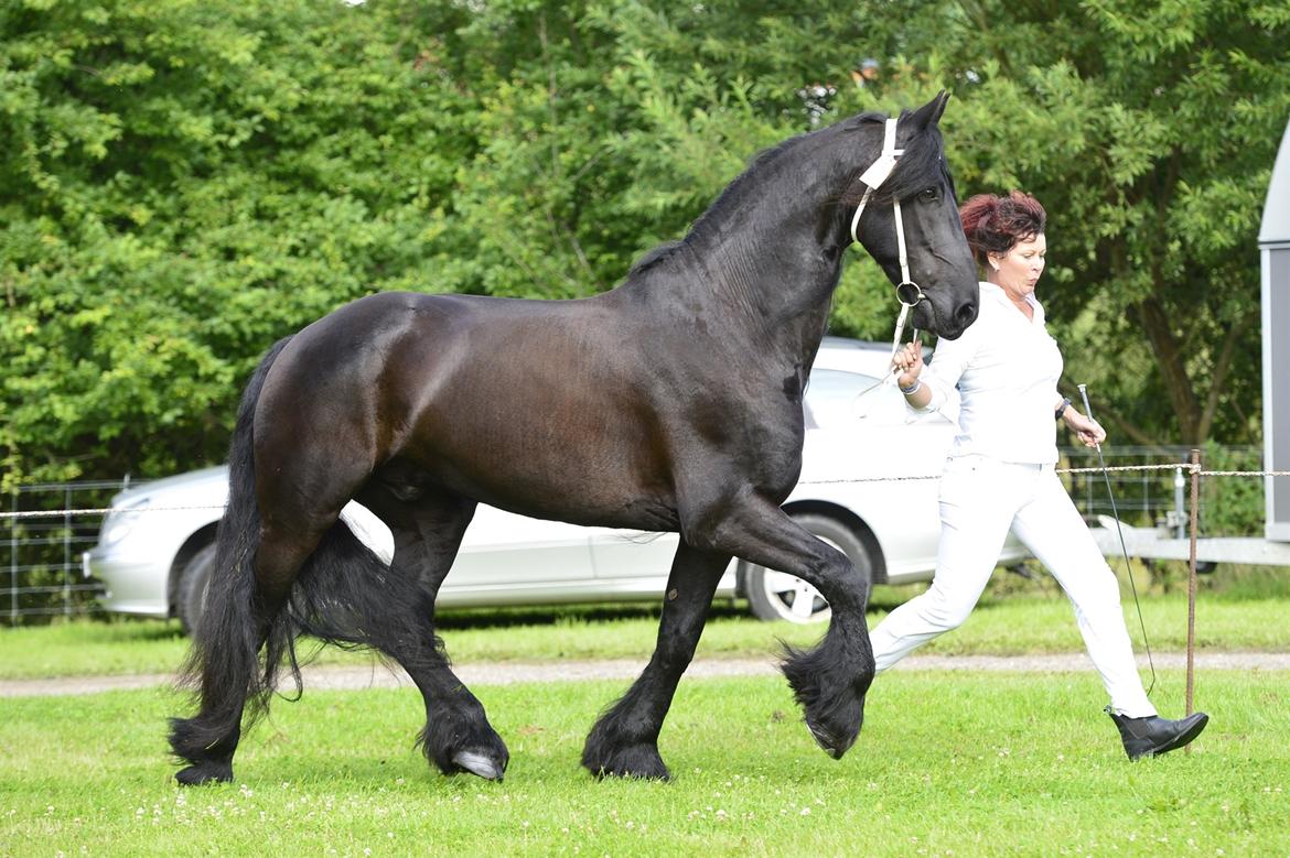 Frieser Zaion Terplinggaard STER - Hobro Dyrskue 2016 sammen med hans ejer billede 14