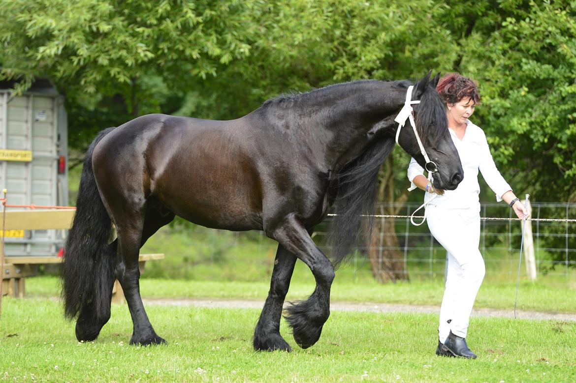 Frieser Zaion Terplinggaard STER - Hobro Dyrskue 2016 sammen med hans ejer billede 22