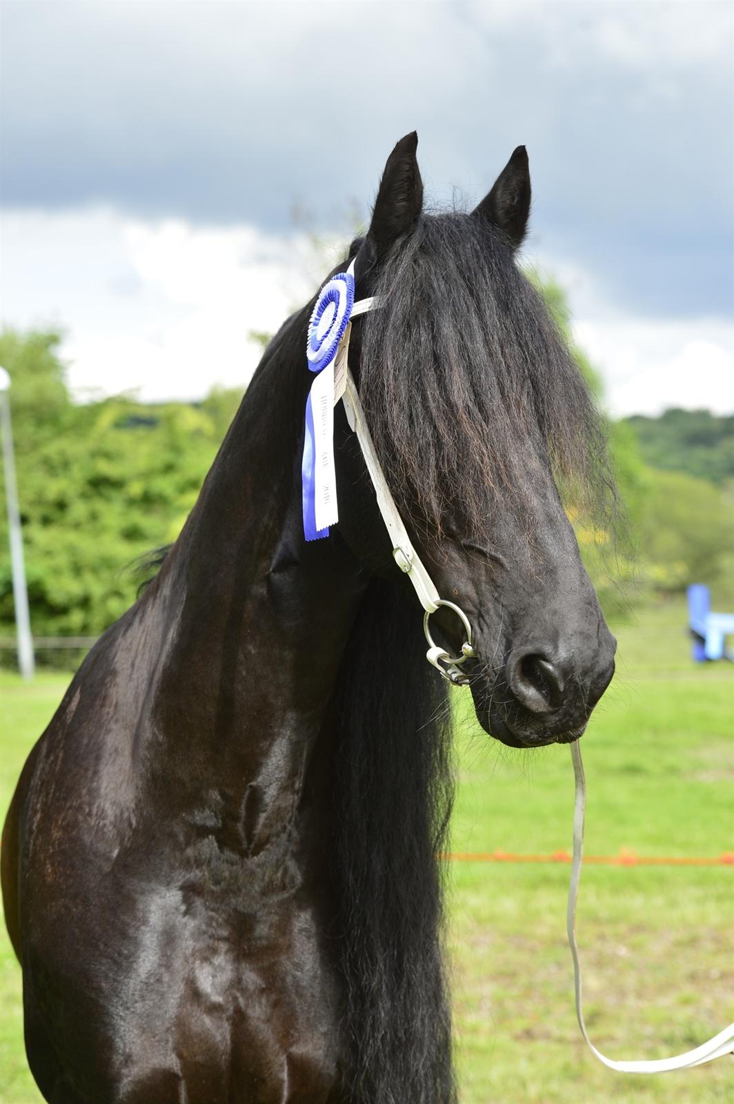 Frieser Zaion Terplinggaard STER - Hobro Dyrskue 2016 billede 23