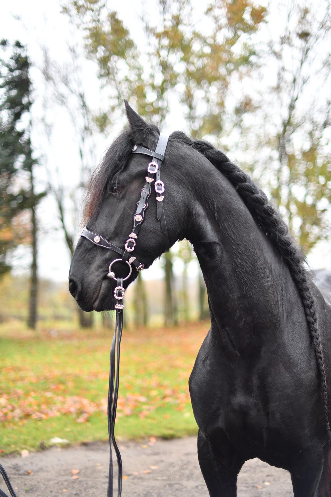 Frieser Zaion Terplinggaard STER - Der skulle prøves showtrense :)  billede 24
