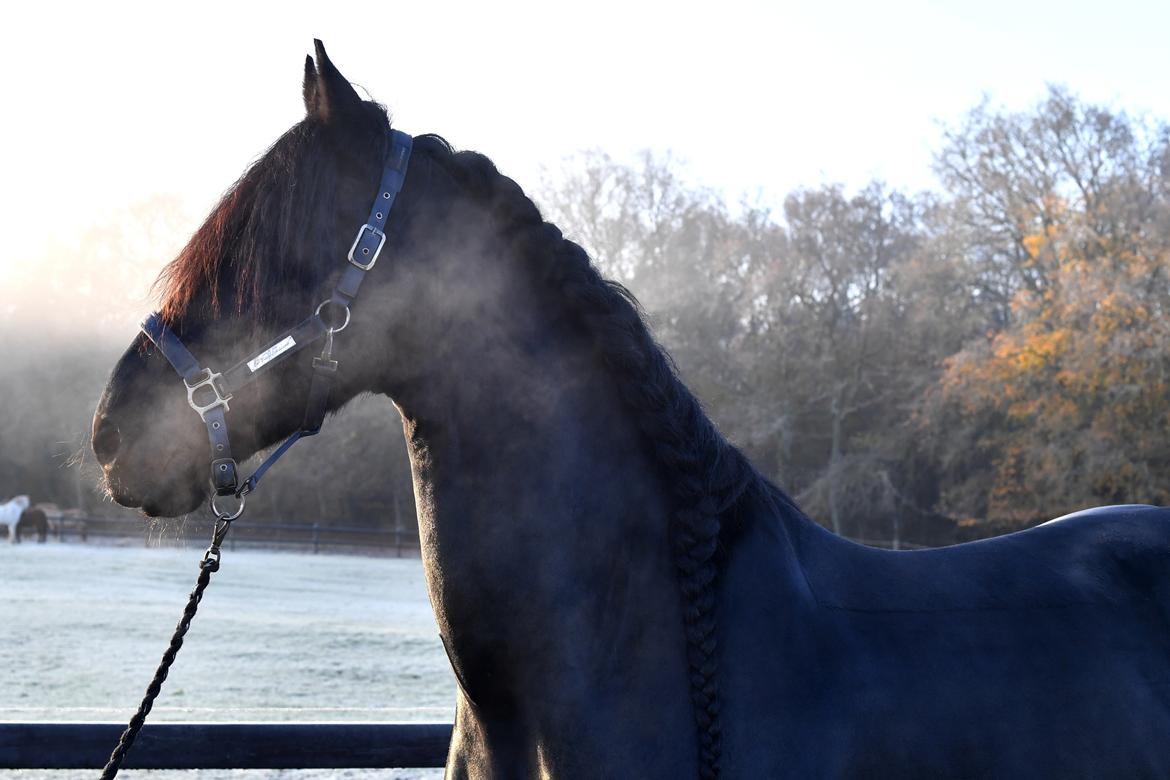 Frieser Zaion Terplinggaard STER - Frost i november billede 28