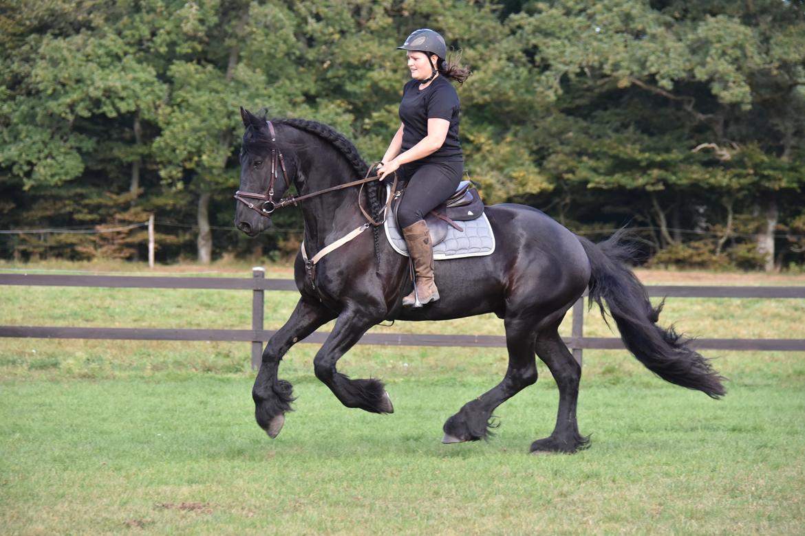Frieser Zaion Terplinggaard STER - Fra i sommer.. Foto// Arnoldsen Photography billede 12
