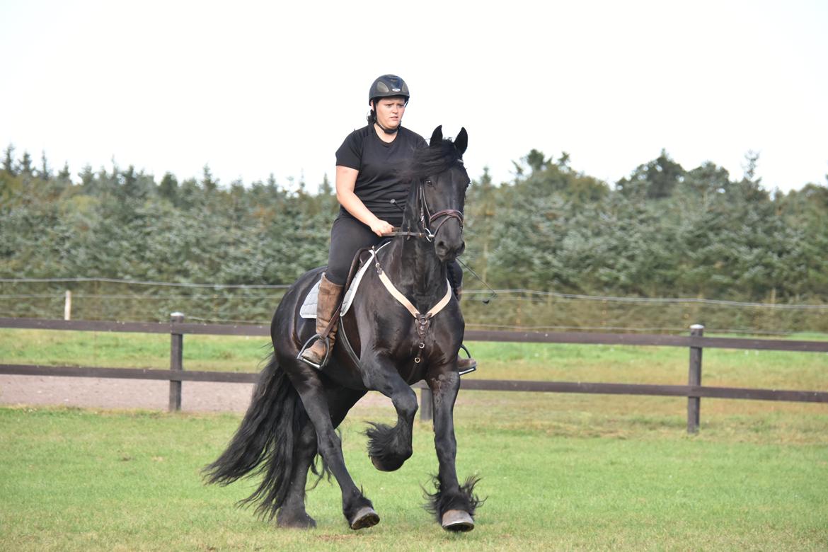 Frieser Zaion Terplinggaard STER - Fra i sommer.. Foto// Arnoldsen Photography billede 30