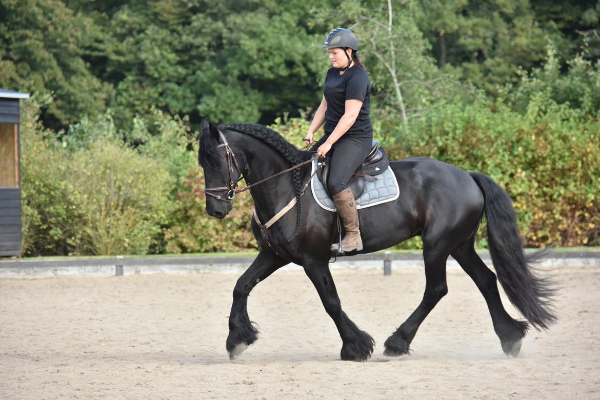 Frieser Zaion Terplinggaard STER - Fra i sommer.. Foto// Arnoldsen Photography billede 31