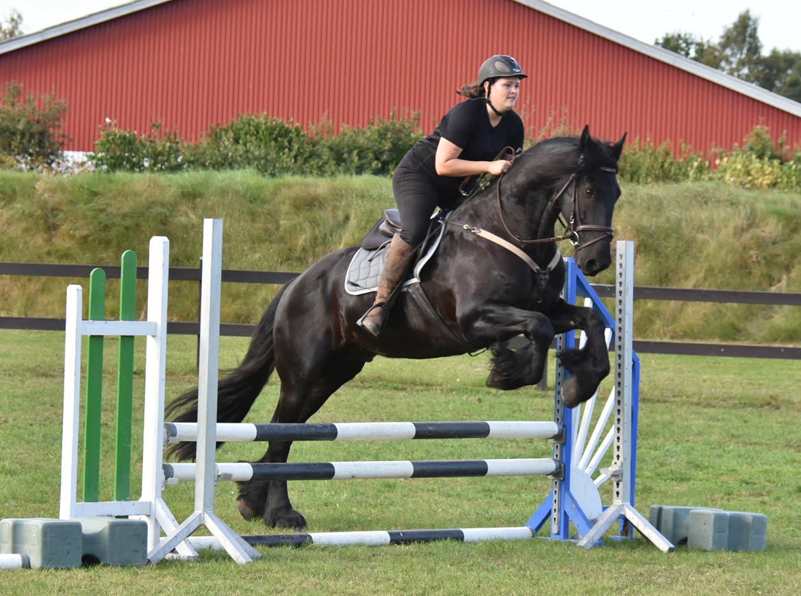 Frieser Zaion Terplinggaard STER - Fra i sommer..  Første gang jeg springer på ham.. :) Foto// Arnoldsen Photography billede 10