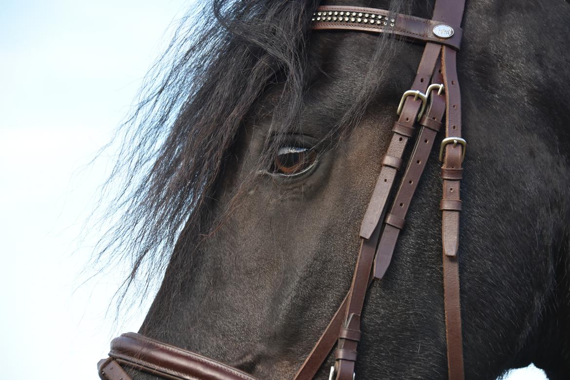 Frieser Zaion Terplinggaard STER - Smukke øjne <3 Foto// Arnoldsen Photography billede 33