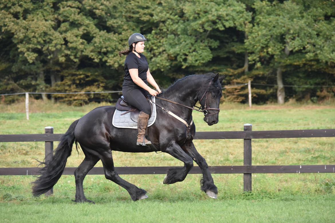 Frieser Zaion Terplinggaard STER - Fra i sommer.. Foto// Arnoldsen Photography billede 34