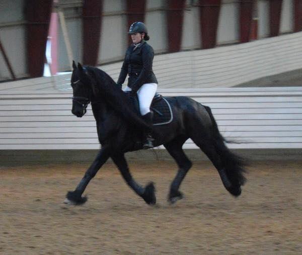 Frieser Zaion Terplinggaard STER - Ikke helt god kvalitet.. Men fra Juleshow hvor vi fik vist nogle ret gode øgninger :)  billede 26