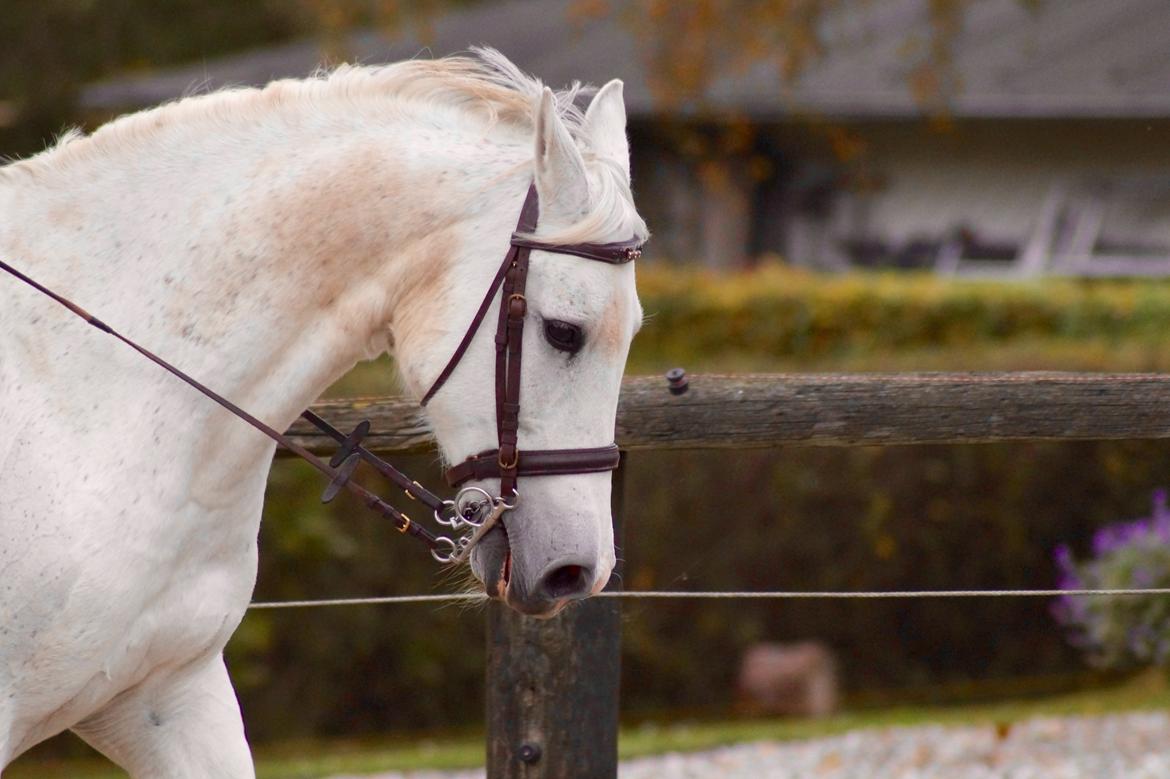 Hollandsk Varmblod V. P. Hestia billede 1