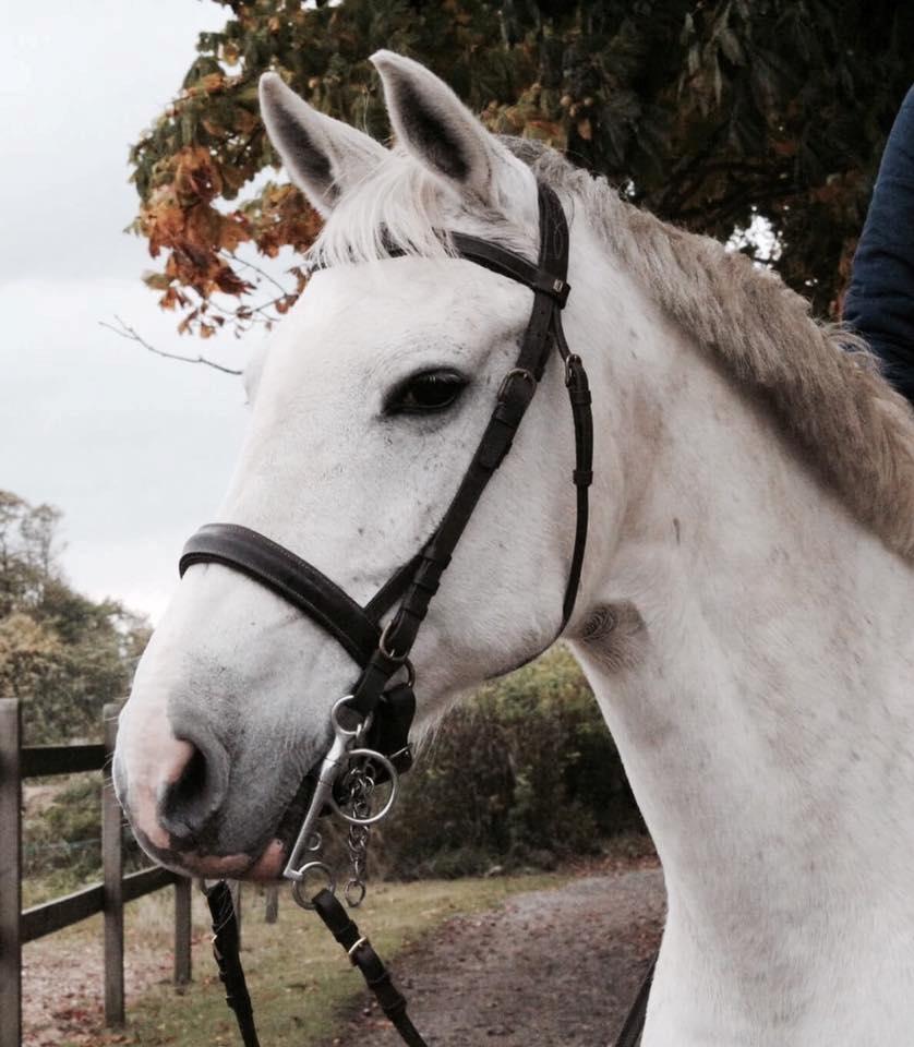 Hollandsk Varmblod V. P. Hestia billede 2